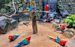 Combo: Cataratas Brasil + Parque das Aves + Duty Free miniatura 2