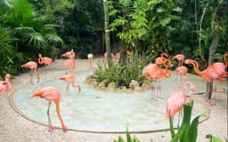 Combo Brasil: Cataratas + Parque das Aves miniatura 2