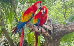 Combo Brasil: Cataratas + Parque das Aves miniatura 3