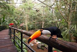 Parque das Aves (Brasil) miniatura 2
